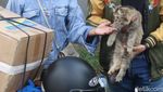 Kucing Persia Asal Cilacap Ini Ikutan Mudik Lho