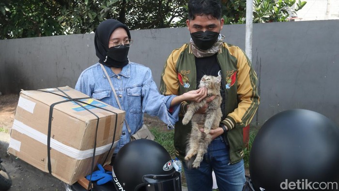 Selain membawa oleh-oleh untuk kembali ke kota, ada juga pemudik yang membawa kucing dari kampung halamannya lho.