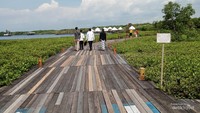 Menuju Patung Kuda melalui jembatan kayu
