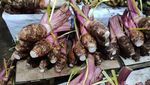 Borong Oleh-oleh Khas Bogor, Ada Talas hingga Manisan Buah