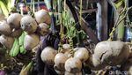 Borong Oleh-oleh Khas Bogor, Ada Talas hingga Manisan Buah