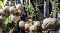 Selain talas, ada juga bengkuang. Bengkuang khas Bogor ini punya bentuk mungil kecil-kecil tapi rasanya manis segar. Foto: detikFood/Devi S. Lestari