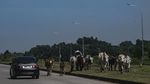 Saat Sapi Ikut Wara-wiri di Jalur Alternatif Menuju Jabodetabek