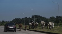 Kendaraan melintas di dekat kawanan sapi di jalur alternatif menuju Jabodetabek di Karawang, Jawa Barat, Minggu (8/5/2022). Diketahui, pada H+5 lebaran 2022, terjadi peningkatan volume kendaraan pemudik yang menuju arah Jabodetabek.