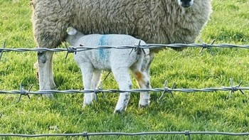 Induk domba yang tampak tak memiliki kaki depan. Foto: Brightside