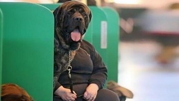 Hiii, manusia berkepala anjing? Foto: Brightside