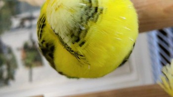 Ini bukan bola tenis lho, tapi burung. Foto: Brightside