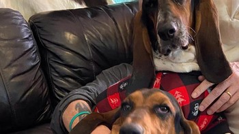 Anjing ini punya tangan manusia? Foto: Brightside