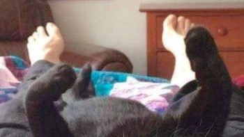 Dan kucing ini juga punya kaki manusia? Foto: Brightside