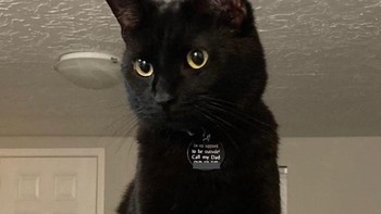 Ada Catzilla di rumah! Foto: Brightside