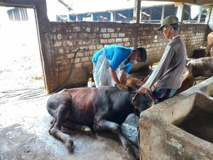 Daging Hewan Ternak Terjangkit Wabah PMK Aman Dikonsumsi, Ini Caranya