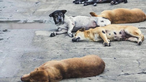 Ilustrasi anjing rabies