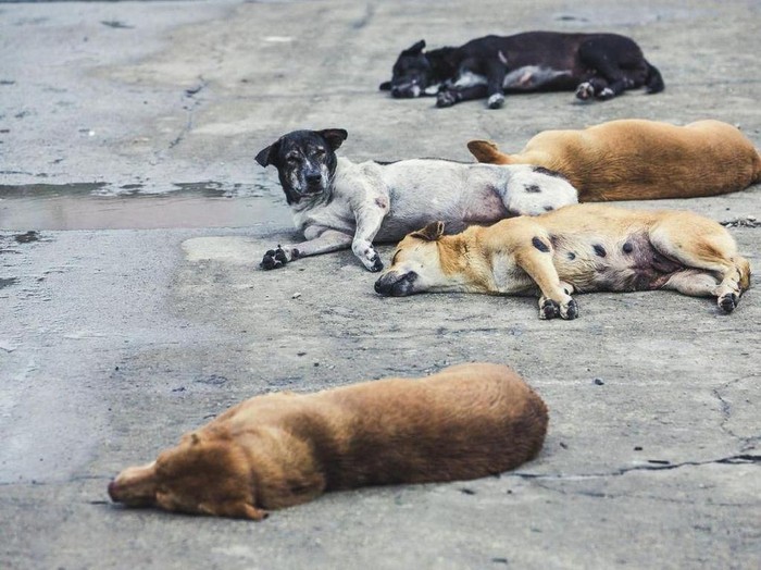 Ilustrasi anjing rabies