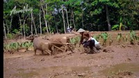 Karena sekarang memiliki sawah, Narji dan keluarga sekarang jadi lebih sering pulang kampung. Mereka mengaku hampir setiap bulan ke Pekalongan demi melihat sawahnya.  Foto: YouTube Abang Narji