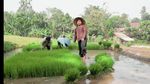Seru! Intip Momen Narji Membajak Sawah hingga Tanam Padi