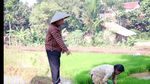 Seru! Intip Momen Narji Membajak Sawah hingga Tanam Padi