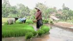 Seru! Intip Momen Narji Membajak Sawah hingga Tanam Padi