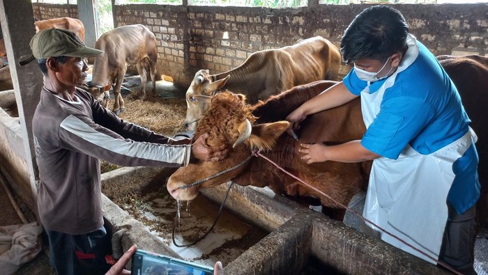 peternakan sapi lamongan peternakan sapi lamongan
