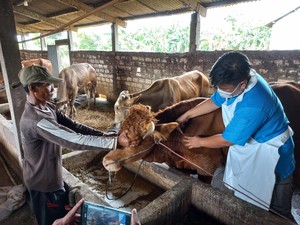 Penyakit PMK pada Sapi Bisa Menular ke Manusia? Menkes Ungkap Faktanya