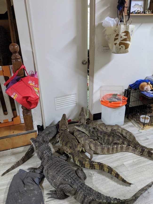 Para buaya milik Sashimi bebas berkeliaran di rumahnya. Spesies berdarah dingin itu bahkan tidak memiliki kandang. Foto: dok. Facebook