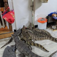 Para buaya milik Sashimi bebas berkeliaran di rumahnya. Spesies berdarah dingin itu bahkan tidak memiliki kandang. Foto: dok. Facebook