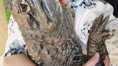 8 Potret Viral Wanita yang Pelihara 6 Buaya di Rumah, Nggak Ada Takut-takutnya