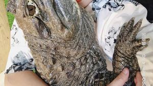 8 Potret Viral Wanita yang Pelihara 6 Buaya di Rumah, Nggak Ada Takut-takutnya