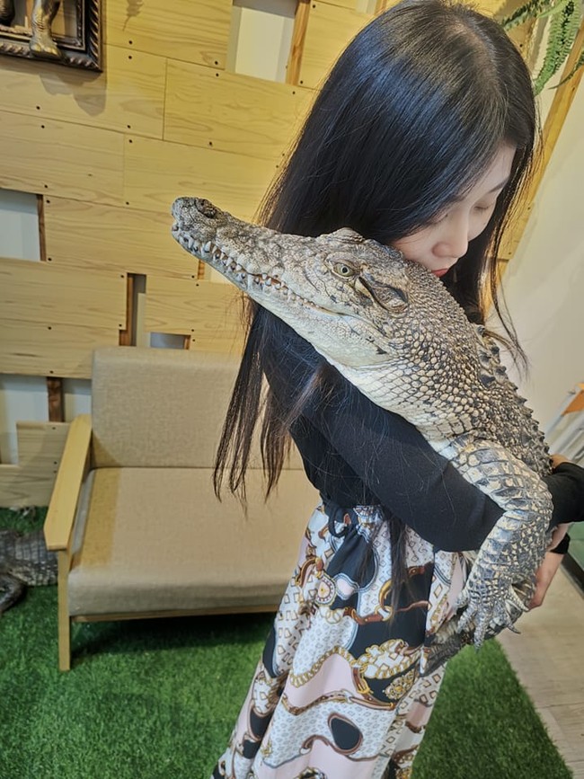 Menurut Sashimi buaya memiliki titik lemah. “Jika kamu menyentuh ‘titik lemah’ di antara sisik, mereka dapat merasakannya dan bereaksi terhadapnya,” tambah Sashimi. Foto: dok. Facebook