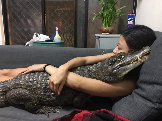 Tidak ada takut-takutnya, Sashimi bahkan sering tidur bersama buaya-buayanya. Foto: dok. Facebook