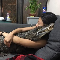 Tidak ada takut-takutnya, Sashimi bahkan sering tidur bersama buaya-buayanya. Foto: dok. Facebook