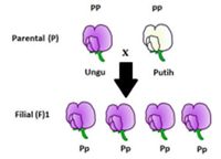 Persilangan Monohibrid Dalam Hukum Mendel I: Pengertian Dan Contohnya