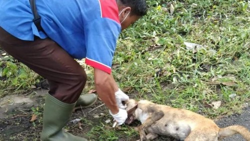 Kegiatan eliminasi anjing di Jalan Pulau Nias, Desa Dauh Peken, Kecamatan Tabanan setelah munculnya laporan adanya tujuh warga yang digigit anjing rabies.