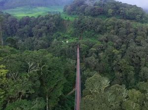 5 Jembatan Gantung di Bandung, Ada yang Dibuka untuk Wisata