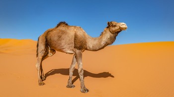 Unta menyimpan jaringan lemak, bukan air, di punuknya. Menyimpan lemak di satu area membantu menjaga mereka tetap dingin daripada jika didistribusikan ke seluruh tubuh mereka seperti lemak pada kebanyakan hewan lainnya. Foto: Getty Images/iStockphoto/Pavliha