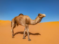 20 Fakta Menarik yang Bikin Tercengang Saat Mengetahuinya