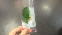 Beberapa produsen seolah mengutamakan kebersihan, selembar daun jeruk ini diberi kemasan plastik. Sayangnya, isi yang hanya selembar daun membuatnya jadi terlihat sia-sia. Foto: Instagram/pointless_packaging