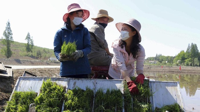 Farmers plant rice using rice seedling transplanter at Chongsan Cooperative Farm in Kangso District, Nampho, North Korea, Monday, May 9, 2022. (AP Photo/Jon Chol Jin)