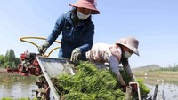 Tampak petani wanita Korea Utara tengah menata bibit padi di mesin.