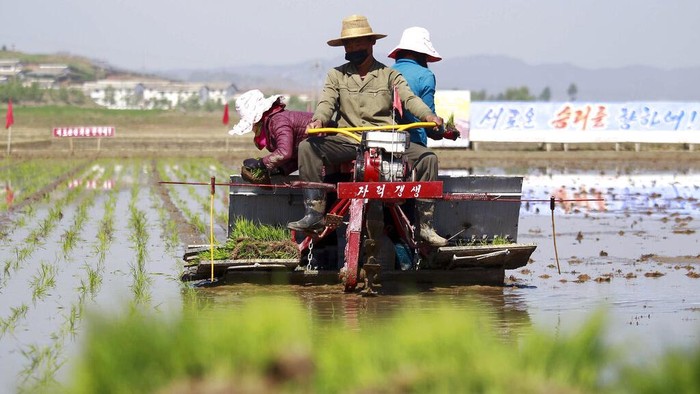 Farmers plant rice using rice seedling transplanter at Chongsan Cooperative Farm in Kangso District, Nampho, North Korea, Monday, May 9, 2022. (AP Photo/Jon Chol Jin)