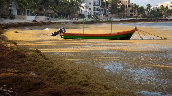 Pantai di Meksiko Diteror Alga