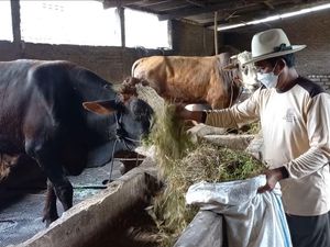 Harga Sapi di Lamongan Mahal Imbas PMK, Naik Rp 3 Juta Jelang Idul Adha
