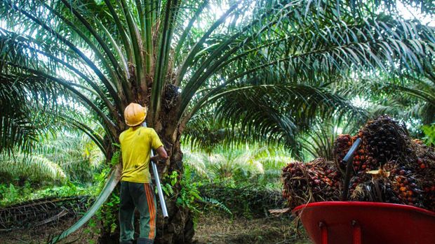 PT Austindo Nusantara Jaya Tbk (ANJ)