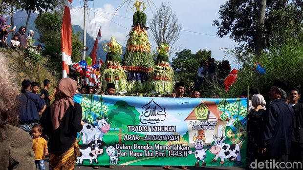 Ratusan sapi mengikuti tradisi angon atau arak-arakan sapi dalam syawalan di Dukuh Mlambong, Desa Sruni, Kecamatan Musuk, Boyolali, Senin (9/5/2022).