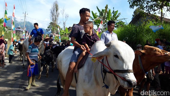 Ratusan sapi mengikuti tradisi angon atau arak-arakan sapi dalam syawalan di Dukuh Mlambong, Desa Sruni, Kecamatan Musuk, Boyolali, Senin (9/5/2022).