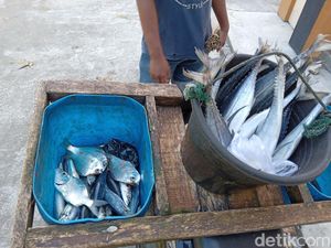 Paceklik buat Retribusi Hasil Laut Pangandaran Terjun Bebas