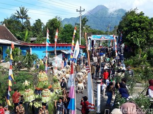 Snapshots: Ratusan Sapi Padati Jalanan di Lereng Merapi Boyolali