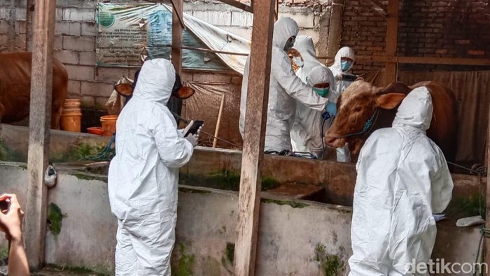 Virus PMK sudah menyerang sapi di Sidoarjo, sejumlah petugas melakukan penanganan dengan hazmat