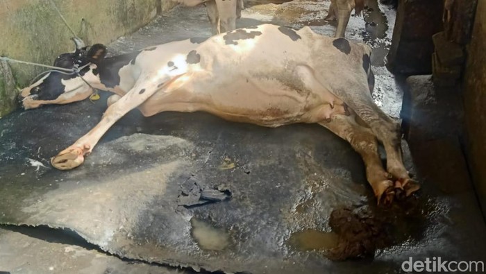 Virus PMK sudah menyerang sapi di Sidoarjo, sejumlah petugas melakukan penanganan dengan hazmat
