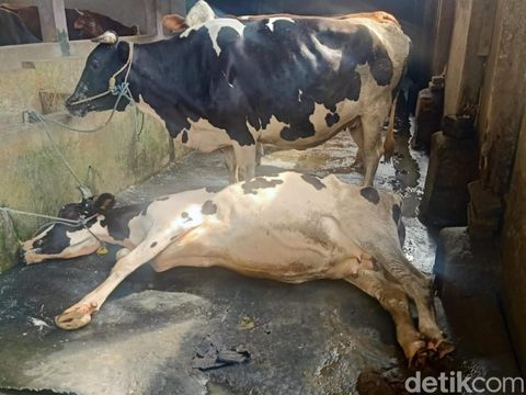 Virus PMK sudah menyerang sapi di Sidoarjo, sejumlah petugas melakukan penanganan dengan hazmat