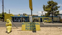 Jalan-jalan ke Mecca, California, mampirlah ke museum pisang. Bernama International Banana Museum, di sini pengunjung bisa melihat aneka pernak-pernik tema pisang. Jumlahnya lebih dari 25 ribu!
